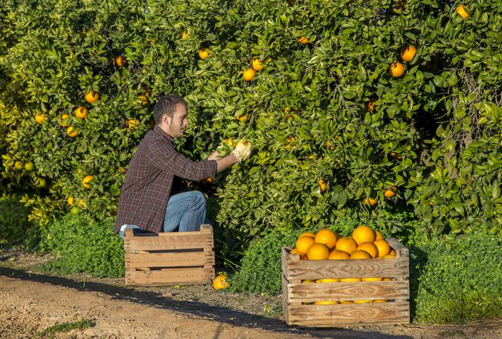 农民在果园里收割橘子